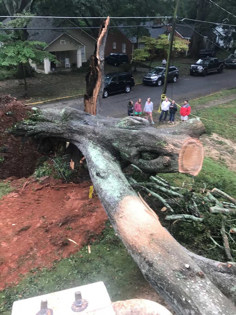 Porterfield-stump-and-tree-gallery-2