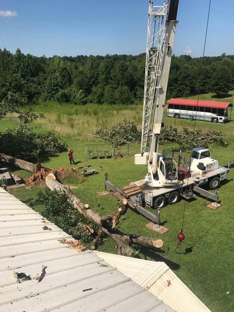 Porterfield-stump-and-tree-gallery-7