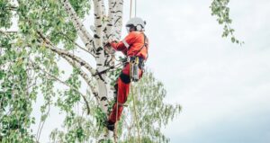 Art of Tree Climbing