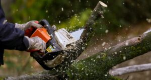 The Importance of Professional Tree Removal for Property Safety