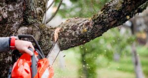 Tree Cutting Can Prevent Future Property Damage