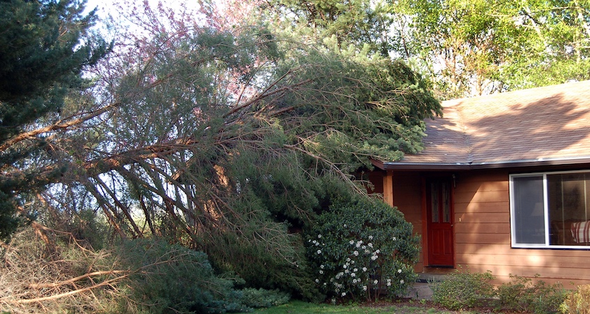 Tree Removal in Storm Damage Prevention