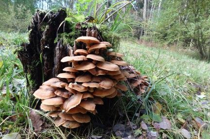A tree stump with mushrooms growing