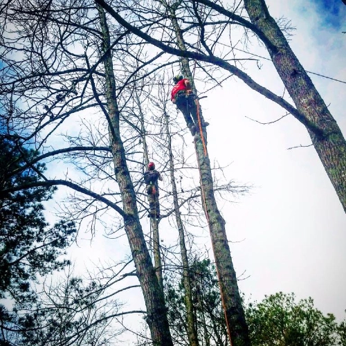 Two arborists wearing safety gear and harnesses climb high into tall, slender trees against a bright sky. They are using ropes and professional climbing equipment to prune branches in a wooded area.