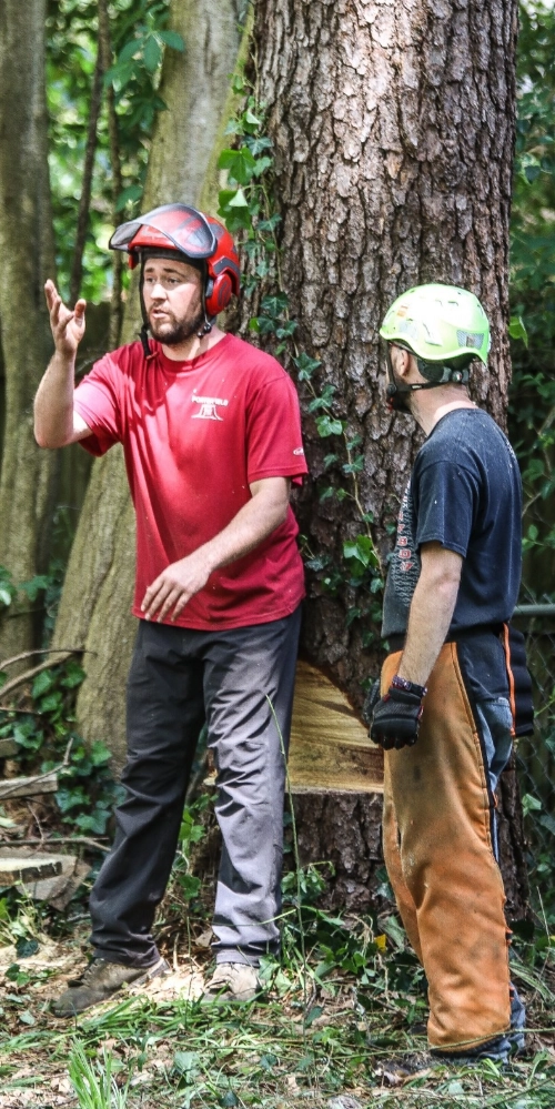 Two tree service professionals in safety gear and helmets discuss the removal of a large pine tree with a fresh undercut notch at the base.