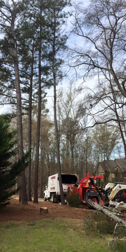 A Porterfield Stump & Tree service truck and red wood chipper parked near a line of tall pine trees. A white Bobcat skid steer with a grapple attachment is positioned to move a large fallen branch on the pine-straw-covered ground.