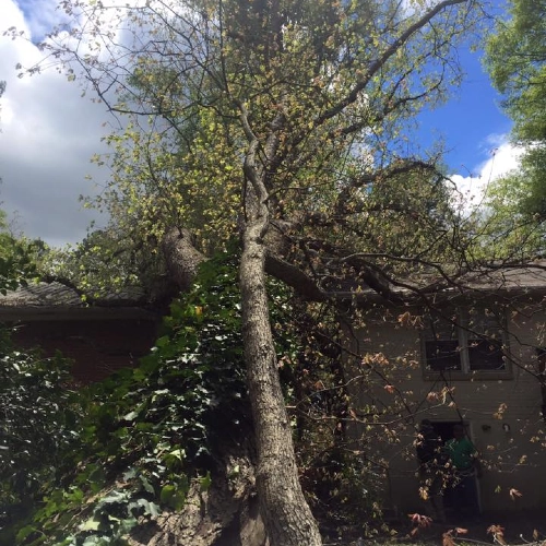 A massive, ivy-covered hardwood tree has fallen and is leaning precariously against the roof and side of a two-story residential home. The image highlights the complexity of emergency tree removal in tight spaces.