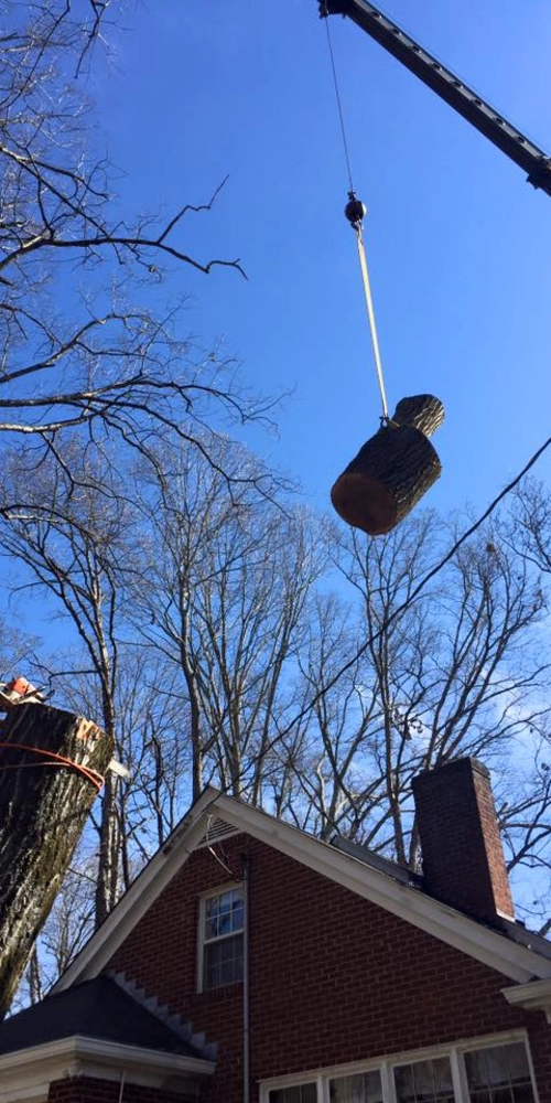 A large section of a tree trunk is suspended in mid-air by a crane cable and strap, being safely lifted over the roof of a brick residential home. The clear blue sky highlights the precision required for removal in confined spaces.
