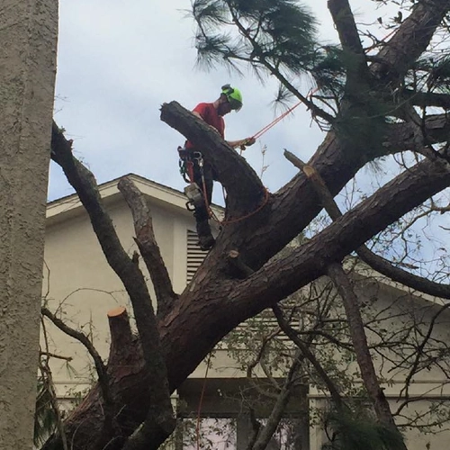 A professional arborist wearing a safety helmet and harness works high up on a large, leaning pine tree. He is using ropes and rigging techniques to carefully dismantle branches near a residential building after a storm.