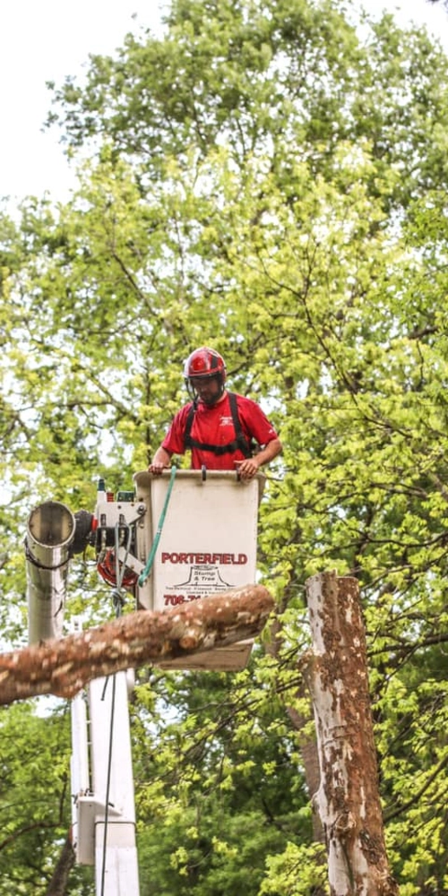 A professional arborist in a safety helmet and harness works from a Porterfield bucket truck to safely dismantle and remove a large tree in Rutledge.