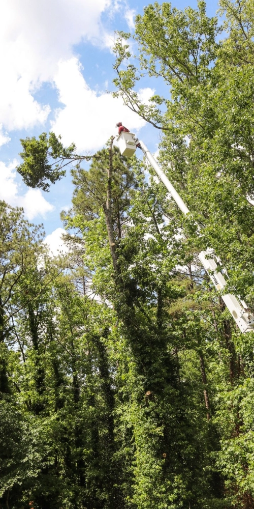 Looking up from the ground, an arborist works high in an aerial lift, surrounded by cranes and ropes, to safely lower tree sections during a complete removal project in Atlanta.