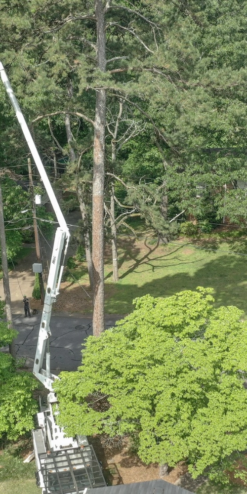 An aerial view of a white Altec bucket truck arm extended high into the canopy of a pine tree for professional maintenance in Bostwick, Georgia.