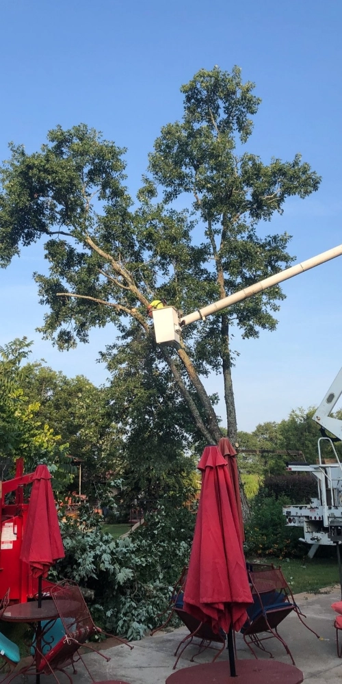An arborist in a white bucket lift trims high branches of a large leafy tree in a Farmington residential backyard near a patio with red umbrellas.