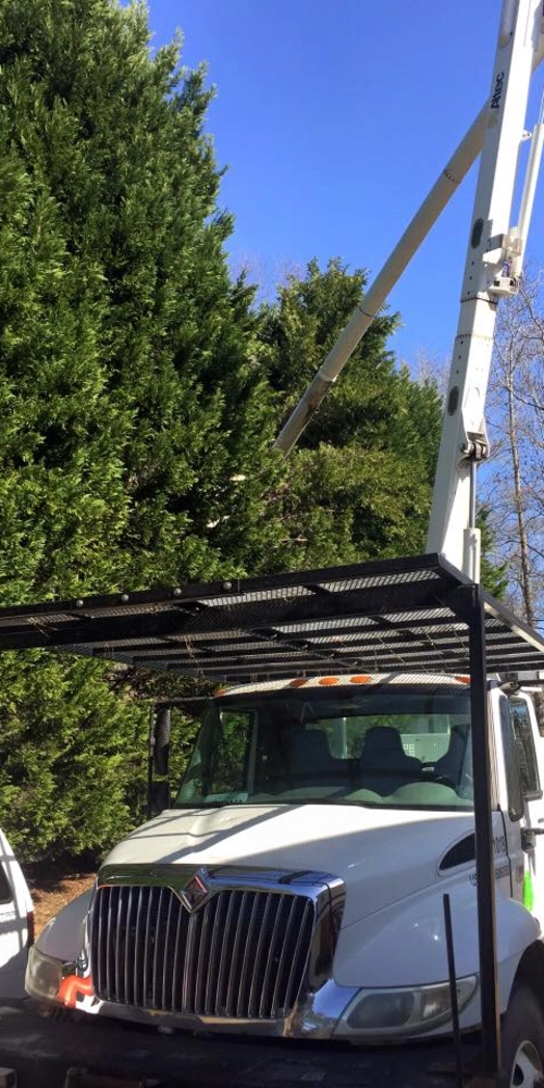 A close-up view of a white International bucket truck with its Altec boom extended toward tall green Leyland cypress trees. The truck features a protective metal grate over the cab for safety during overhead tree trimming operations.