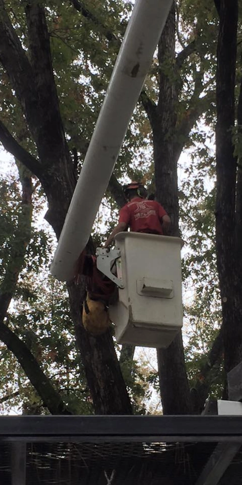 A view from inside an aerial lift bucket shows a professional arborist in a red safety shirt and helmet pruning a large residential tree canopy in Atlanta.