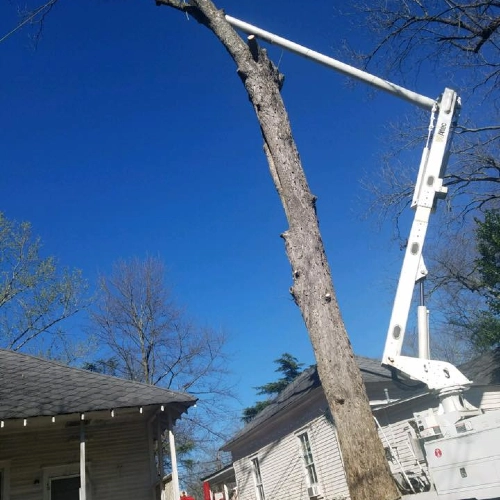 A high-reach Altec bucket truck arm being used to safely dismantle a tall tree located between two residential houses.