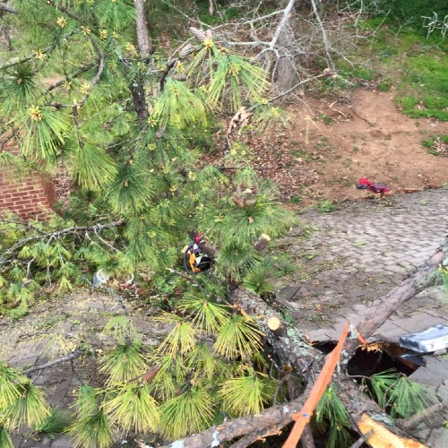 A top-down view of a fallen pine tree resting on a shingled roof. An orange rigging strap is visible around a branch, illustrating the preparation for lifting the tree off the damaged structure.