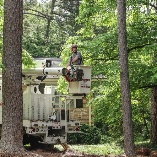 An arborist in the bucket of a truck surrounded by trees in Watkinsville, GA