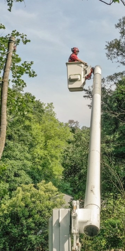 A tree service professional in a high-reach bucket truck removing a large tree limb in Watkinsville.