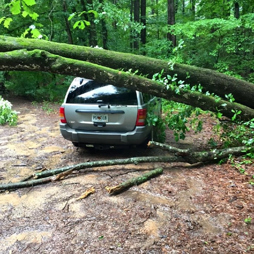 A large fallen tree limb resting precariously over a silver SUV in a wooded area after a storm.